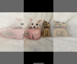 Small #3 Chihuahua