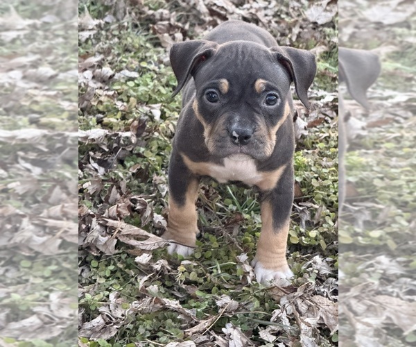 Medium Photo #17 American Bully Puppy For Sale in BOLIVAR, MO, USA