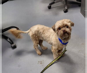 Chewbacca - Male Shih Tzu Dog for Adoption - Photo #4