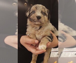 Australian Retriever Puppy for sale in LEVELLAND, TX, USA