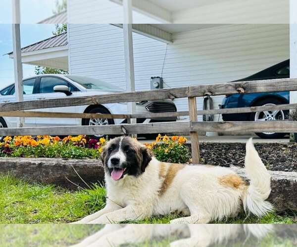 Medium Photo #3 Great Pyrenees-Unknown Mix Puppy For Sale in Scottsboro, AL, USA