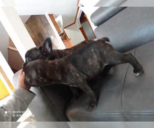 Medium Photo #7 French Bulldog Puppy For Sale in DENVER, CO, USA