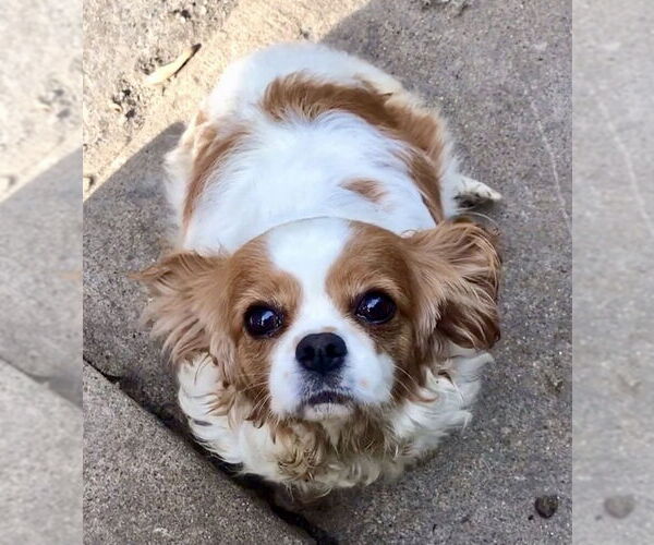 Medium Photo #5 Cavalier King Charles Spaniel Puppy For Sale in Lincolnwood, IL, USA