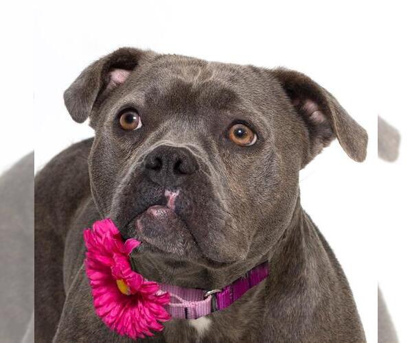 Medium Photo #2 Mutt Puppy For Sale in Santa Maria, CA, USA