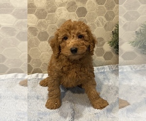Cockapoo Puppy for sale in CANOGA, NY, USA