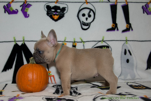 Medium Photo #5 French Bulldog Puppy For Sale in EVERETT, WA, USA