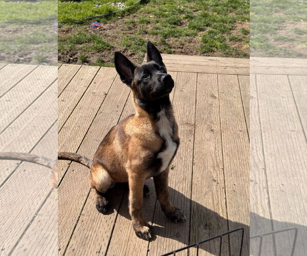 Medium Photo #24 German Shepherd Dog Puppy For Sale in Seattle, WA, USA