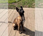 Small #23 German Shepherd Dog