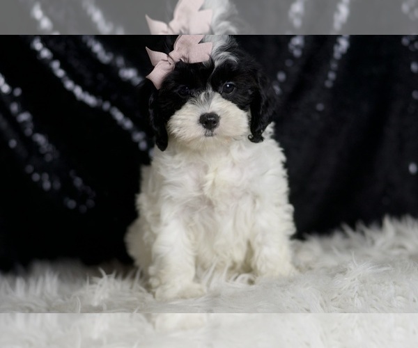 Medium Photo #1 Cavapoo (Miniature) Puppy For Sale in WARSAW, IN, USA