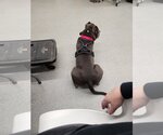 Small #4 American Pit Bull Terrier Mix