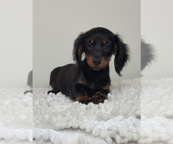 Medium Photo #2 Dachshund Puppy For Sale in MARTINSVILLE, IN, USA