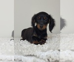 Small Photo #2 Dachshund Puppy For Sale in MARTINSVILLE, IN, USA