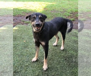 German Shepherd Dog Dogs for adoption in SAN FRANCISCO, CA, USA
