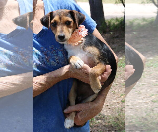 Medium Photo #4 Dachshund-Unknown Mix Puppy For Sale in Bandera, TX, USA