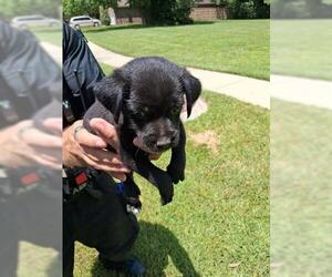 Labrador Retriever-Unknown Mix Dogs for adoption in Houston, TX, USA