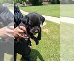 Small Labrador Retriever Mix