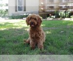 Puppy 1 Cocker Spaniel-Poodle (Miniature) Mix