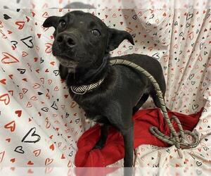 Chihuahua-Unknown Mix Dogs for adoption in Modesto, CA, USA