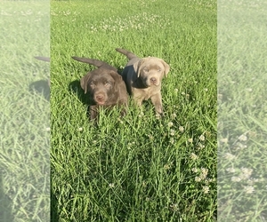Labrador Retriever Puppy for sale in MONTGOMERY, TX, USA