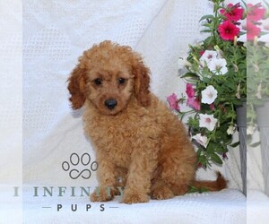 Cavapoo Puppy for sale in RISING SUN, MD, USA