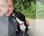 Small Photo #6 American Pit Bull Terrier-Labrador Retriever Mix Puppy For Sale in Brewster, NY, USA