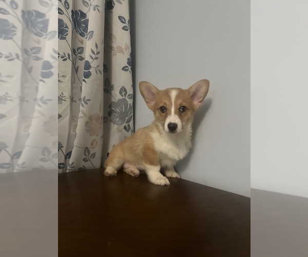 Medium Photo #66 Pembroke Welsh Corgi Puppy For Sale in DURHAM, CT, USA