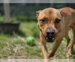 Small #2 American Pit Bull Terrier Mix