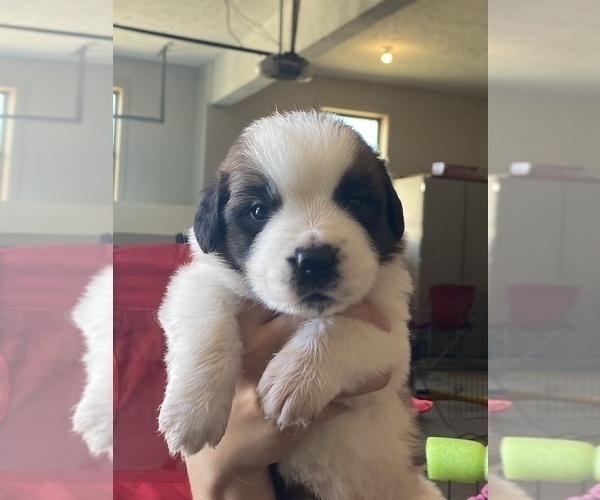 Medium Photo #1 Saint Bernard Puppy For Sale in PAPILLION, NE, USA