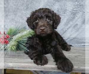 Labradoodle-Poodle (Miniature) Mix Puppy for sale in FREDERICKSBG, OH, USA