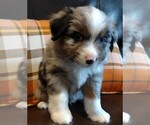 Small Photo #3 Australian Shepherd Puppy For Sale in MOUNTAIN HOME, ID, USA