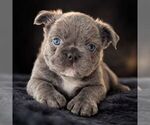 Small Photo #22 French Bulldog Puppy For Sale in NOGALES, AZ, USA