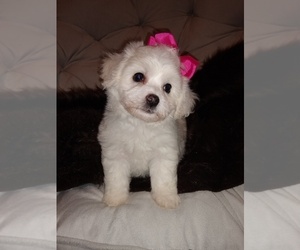 Bichon Frise Puppy for sale in TORONTO, OH, USA