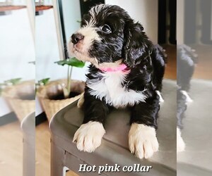 Bernedoodle Puppy for sale in AUSTIN, TX, USA