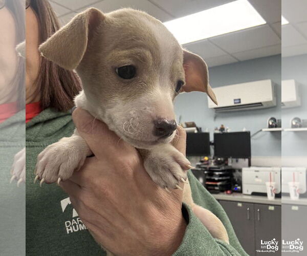 Medium Photo #3 Chihuahua-Unknown Mix Puppy For Sale in Washington, DC, USA