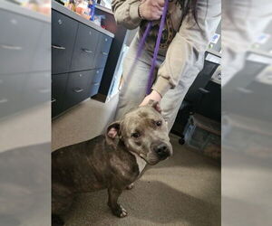 American Pit Bull Terrier-Unknown Mix Dogs for adoption in Oskaloosa, IA, USA