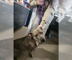 Small American Pit Bull Terrier Mix