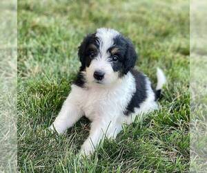 Bernedoodle Puppy for sale in CONESTOGA, PA, USA