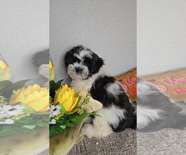 Medium Photo #3 Mal-Shi Puppy For Sale in JASONVILLE, IN, USA