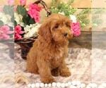 Small #15 Cavapoo