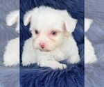 Small Maltese