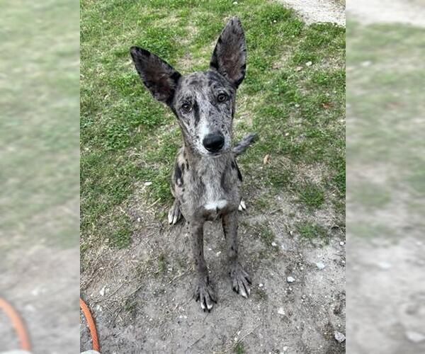 Medium Photo #1 Catahoula Leopard Dog-Unknown Mix Puppy For Sale in Houston, TX, USA