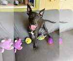 Janet - Female Shepradors Dog for Adoption - Small photo