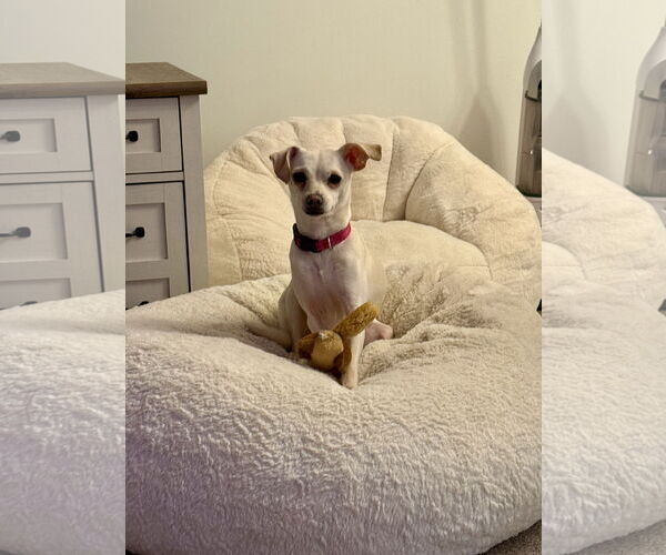 Medium Photo #8 Chihuahua-Unknown Mix Puppy For Sale in Alexandria, KY, USA