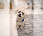 Small Shih-Poo