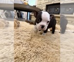 Small #5 Boston Terrier