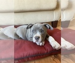 Small Photo #20 American Bully Puppy For Sale in LUBBOCK, TX, USA