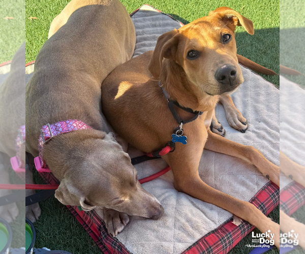 Medium Photo #13 Labrador Retriever-Unknown Mix Puppy For Sale in Washington, DC, USA