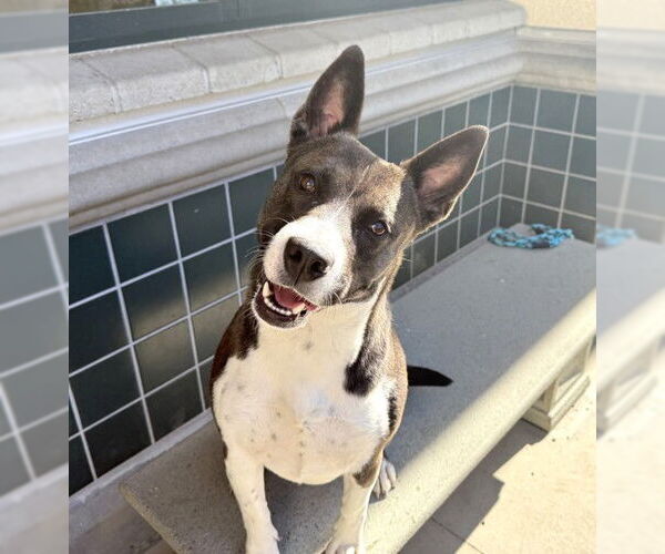 Medium Photo #2 American Pit Bull Terrier-Unknown Mix Puppy For Sale in Rancho Cucamonga, CA, USA