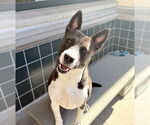 Small #1 American Pit Bull Terrier Mix