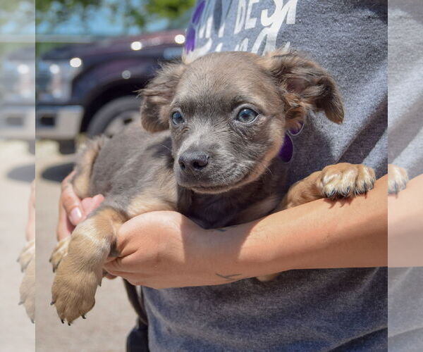 Medium Photo #3 Chion Puppy For Sale in Huntley, IL, USA